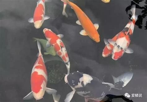 魚池養魚|我們分析了近100個魚池，發現了魚池深度的一些「秘。